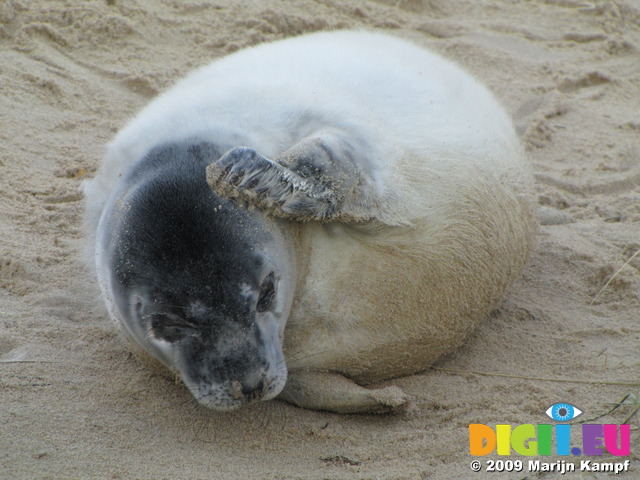 SX11303 Cute Grey or atlantic seal pup itching on beach (Halichoerus grypsus)